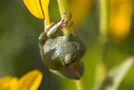 Image result for Minnesota Tree Frogs