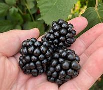 Image result for Triple Crown Thornless BlackBerry