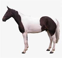 Image result for Horse Side View No Background