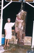 Image result for World Record Biggest Fish