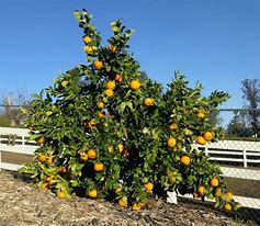 Image result for Orange Hybrid Pomelo Mandarin