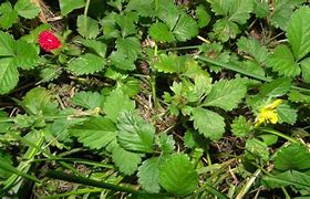 Image result for Duchesnea indica