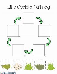 Image result for Frog Life Cycle Activities