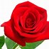 Image result for Red Flower White Background