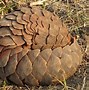 Image result for Cape Pangolin
