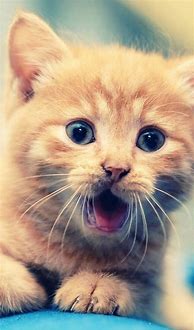 Image result for Cute Cat iPhone Wallpaper