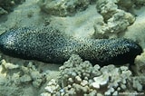 Kuvatulos haulle Holothuriidae. Koko: 160 x 106. Lähde: reeflifesurvey.com