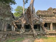 Image result for Angkor Wat Trees