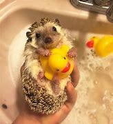 Image result for Funny Baby Hedgehog