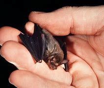 Image result for Smallest Bat Species