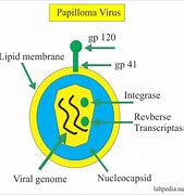 Image result for Human Papillomavirus Infection Newborns