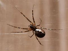Image result for Brown Spider with White Back