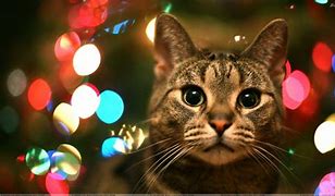 Image result for Colorful Cat Wallpaper