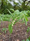 Image result for Polygonatum x hybridum ex Betberg