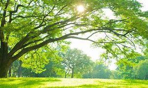 Image result for Zoom Backgrounds with Nature Scenes