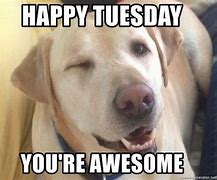 Image result for Tuesday Dog Meme Work