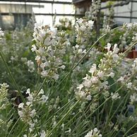 Bildergebnis für Lavandula angustifolia White Fragrance