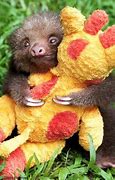 Image result for Sad Sloth