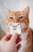 Image result for Orange Cat Meme