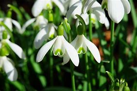 Image result for Winter Bulbs Flowers