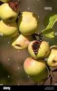 Image result for Apple Day Cornwall