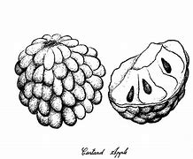 Image result for Custard Apple Fruit