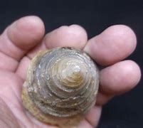 Image result for Gastropod Shell