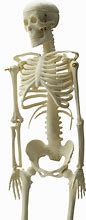 Image result for Human Skeleton Transparent