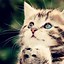 Image result for Cute Kittens iPhone Wallpaper