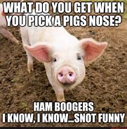 Image result for Cute Pig Memes