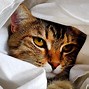 Image result for Orange and White Cat Blue Eyes