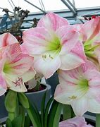 Image result for Amaryllis Cherry Blossom