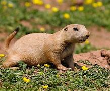 Image result for Arizona Prairie Dog