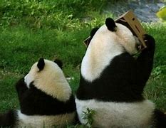 Image result for Panda Father and Baby Sitting