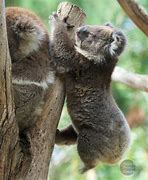 Kangaroo Island, Australia కోసం చిత్ర ఫలితం