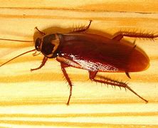 Image result for Roach