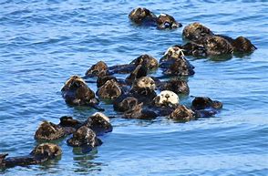 Image result for Otter Raft