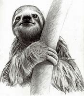 Image result for sad sloths draw
