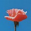 Image result for Red Aesthetic Wallpaper Flowers