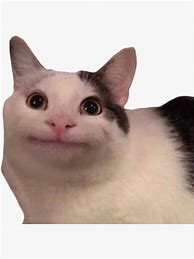 Image result for Awkward Smile Cat Meme