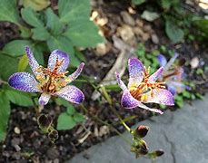 Image result for Tricyrtis lasiocarpa