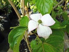 Billedresultat for Cornus Rutban