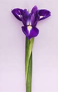 Image result for Iris cristata Alba