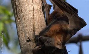 Image result for Fruit Bat Katherine NT