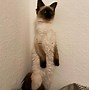 Image result for Cat On Its Hind Legs Meme