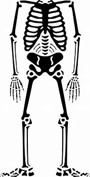 Image result for Bones