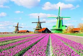 Image result for Windmills Amsterdam Netherlands