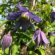 Image result for Clematis alpina