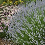 Image result for Lavandula intermedia (x) Fragrant Memories