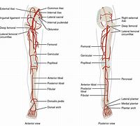 Image result for Vein Matching